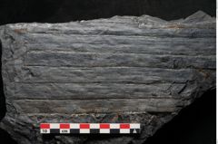 Foto (Detailansicht) von Sigillaria sp.  (NHMW-GEO-2024-0188-11100)